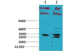 Western Blot (WB) analysis of 1) Mouse Brain Tissue, 2)Rat Brain Tissue with KCNK9 Rabbit Polyclonal Antibody diluted at 1:2000.
