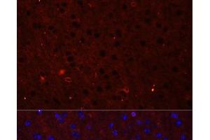 Immunofluorescence analysis of Mouse brain using GRIA2 Polyclonal Antibody at dilution of 1:50. (GRIA2 Antikörper)