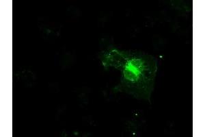 Image no. 9 for anti-Fc gamma RII (CD32) antibody (ABIN1497256) (Fc gamma RII (CD32) Antikörper)