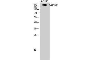 Western Blot (WB) analysis of AD293 cells using CEP170 Polyclonal Antibody. (CEP170 Antikörper  (Internal Region))