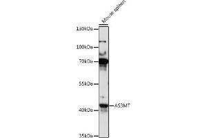 Western blot analysis of extracts of mouse spleen, using MT antibody (ABIN7265678) at 1:1000 dilution. (AS3MT Antikörper  (AA 216-375))