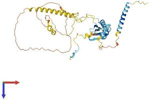 RDBP Protein (AA 1-375) (His tag)