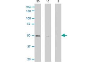 Western blot analysis of ARFGAP1 polyclonal antibody  against rat recombinant ARFGAP1 (30, 10, and 3 ng/lane, left to right) .