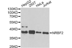 Western blot analysis of extracts of various cell lines, using NRBF2 antibody (ABIN6290681) at 1:1000 dilution. (NRBF2 Antikörper)