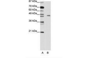 Image no. 1 for anti-MYC Induced Nuclear Antigen (MINA) (C-Term) antibody (ABIN203156) (MINA Antikörper  (C-Term))