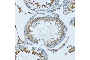 Immunohistochemistry of paraffin-embedded mouse testis using HPX antibody. (Hemopexin Antikörper  (AA 24-245))