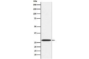 Western blot analysis of MRPL28expression in 293 cell lysate.