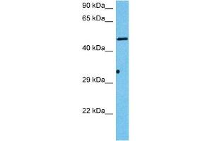 Host:  Mouse  Target Name:  HS6ST3  Sample Tissue:  Mouse Pancreas  Antibody Dilution:  1ug/ml