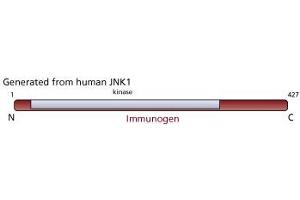 Image no. 3 for anti-JNK1/2 antibody (ABIN967454) (JNK1/2 Antikörper)