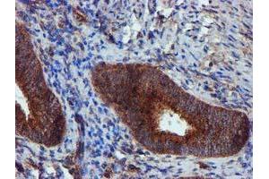 Image no. 4 for anti-Epsin 2 (EPN2) antibody (ABIN1498051) (Epsin 2 Antikörper)