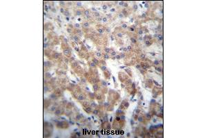 FGFRL1 Antibody (N-term) (ABIN656654 and ABIN2845895) immunohistochemistry analysis in formalin fixed and paraffin embedded human liver tissue followed by peroxidase conjugation of the secondary antibody and DAB staining. (FGFRL1 Antikörper  (N-Term))