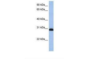 Image no. 1 for anti-Proteasome (Prosome, Macropain) 26S Subunit, Non-ATPase, 8 (PSMD8) (C-Term) antibody (ABIN6738429)