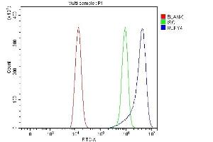 Flow Cytometry analysis of HEL cells using anti-RUFY4 antibody (ABIN7599475). (RUFY4 Antikörper  (AA 1-553))