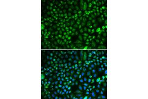 Immunofluorescence (IF) image for anti-Proliferation-Associated 2G4, 38kDa (PA2G4) antibody (ABIN1876564) (PA2G4 Antikörper)