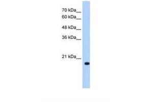 Image no. 1 for anti-DCTP Pyrophosphatase 1 (DCTPP1) (N-Term) antibody (ABIN321098) (DCTPP1 Antikörper  (N-Term))