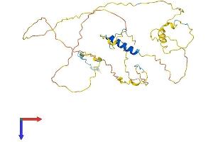 RAD51AP1 Protein (AA 1-352) (His tag)