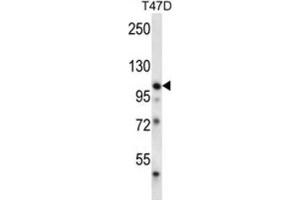 Western Blotting (WB) image for anti-EPH Receptor B1 (EPHB1) antibody (ABIN3003344)