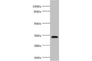 Western blot All lanes: Low density lipoprotein receptor adapter protein 1 antibody at 4 μg/mL + Mouse liver tissue Secondary Goat polyclonal to rabbit IgG at 1/10000 dilution Predicted band size: 34 kDa Observed band size: 34 kDa (LDLRAP1 Antikörper  (AA 59-308))
