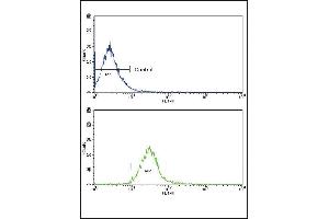 Flow cytometric analysis of NCI- cells using CCK4 (PTK7) Antibody (N-term) (bottom histogram) compared to a negative control cell (top histogram).