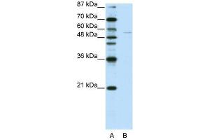 GRHL3 antibody used at 0. (GRHL3 Antikörper  (C-Term))
