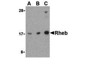 Western Blotting (WB) image for anti-Ras Homolog Enriched in Brain (RHEB) (Middle Region) antibody (ABIN1031063) (RHEB Antikörper  (Middle Region))