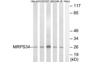 Western Blotting (WB) image for anti-Mitochondrial Ribosomal Protein S34 (MRPS34) (C-Term) antibody (ABIN1851564) (MRPS34 Antikörper  (C-Term))