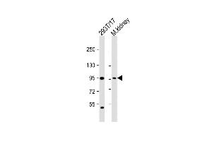 All lanes : Anti-LRRC8A Antibody (C-term) at 1:2000 dilution Lane 1: 293T/17 whole cell lysate Lane 2: mouse kidney lysate Lysates/proteins at 20 μg per lane.