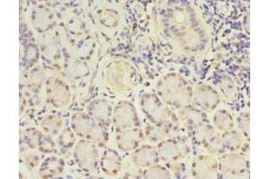Immunohistochemistry of paraffin-embedded human pancreatic tissue using ABIN7153621 at dilution of 1:100 (GJB5 Antikörper  (AA 211-273))