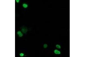 Image no. 1 for anti-Chromosome 20 Open Reading Frame 43 (C20orf43) antibody (ABIN1497039) (C20orf43 Antikörper)