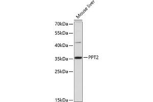 Western blot analysis of extracts of mouse liver, using PPT2 antibody (ABIN6129312, ABIN6146118, ABIN6146119 and ABIN6215860) at 1:3000 dilution. (PPT2 Antikörper  (AA 28-302))