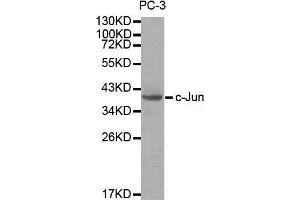 Western blot analysis of extracts of PC3 cells, using c-Jun antibody. (C-JUN Antikörper  (AA 1-70))