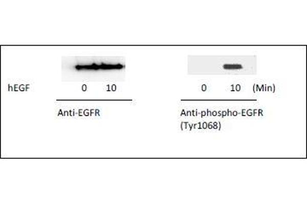 EGFR ELISA Kit