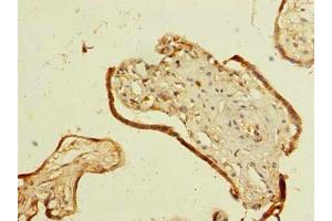 Immunohistochemistry of paraffin-embedded human placenta tissue using ABIN7169852 at dilution of 1:100
