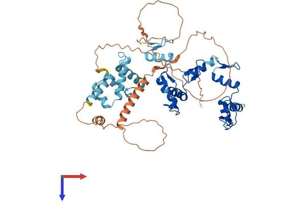 ZNF446 Protein (AA 1-494) (His tag)