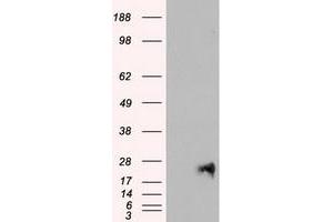 Image no. 1 for anti-Neurogenin 1 (NEUROG1) antibody (ABIN1499699) (Neurogenin 1 Antikörper)