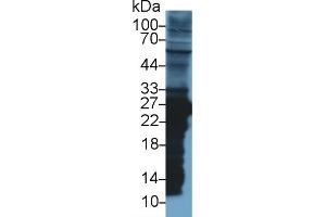 Western Blot; Sample: Rat Liver lysate; Primary Ab: 1µg/ml Rabbit Anti-Rat GSTm2 Antibody Second Ab: 0.