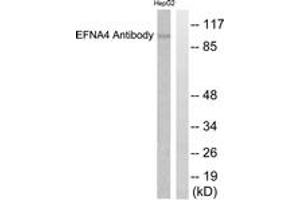 Western blot analysis of extracts from HepG2 cells, using EFNA4 Antibody. (EFNA4 Antikörper  (AA 131-180))