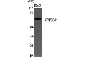 Western Blot (WB) analysis of specific cells using CYP39A1 Polyclonal Antibody. (CYP39A1 Antikörper  (Internal Region))