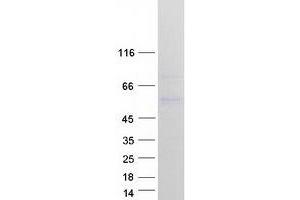Western Blotting (WB) image for Homocysteine-Inducible, Endoplasmic Reticulum Stress-Inducible, Ubiquitin-Like Domain Member 1 (HERPUD1) (Transcript Variant 3) protein (Myc-DYKDDDDK Tag) (ABIN2722961)
