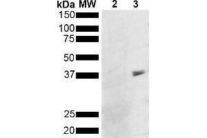 Western Blot analysis of Pseudomonas aeruginosa Metallothionein (PmtA) GST tagged showing detection of 36 kDa Metallothionein protein using Mouse Anti-Metallothionein Monoclonal Antibody, Clone 8D8 (ABIN5650670). (Metallothionein Antikörper)