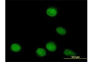 Immunofluorescence of purified MaxPab antibody to TLE4 on HeLa cell.