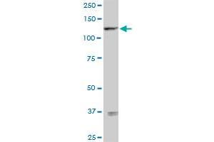 SEMA6D MaxPab rabbit polyclonal antibody. (SEMA6D Antikörper  (AA 1-476))