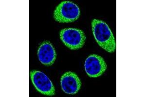 Confocal immunofluorescent analysis of PCDH1 Antibody (N-term)(Cat#AP53193PU-N) with U-251MG cell followed by Alexa Fluor 488-conjugated goat anti-rabbit lgG (green). (Protocadherin 1 Antikörper  (N-Term))