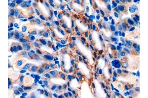 IHC-P analysis of Mouse Stomach Tissue, with DAB staining. (AGR2 Antikörper  (AA 21-175))