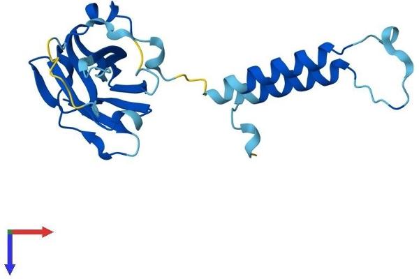 C11orf73 Protein (AA 1-197) (His tag)
