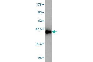 Western Blot detection against Immunogen (36. (AFT1 Antikörper  (AA 121-220))