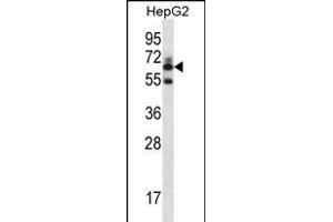GGT2 Antibody (N-term) (ABIN656774 and ABIN2845993) western blot analysis in HepG2 cell line lysates (35 μg/lane).
