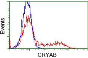 HEK293T cells transfected with either pCMV6-ENTRY CRYAB (RC202718) (Red) or empty vector control plasmid (Blue) were immunostained with anti-CRYAB mouse monoclonal (ABIN2452921, Dilution 1:1,000), and then analyzed by flow cytometry. (CRYAB Antikörper)