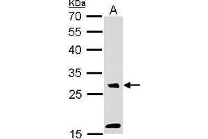 WB Image MAF1 antibody detects MAF1 protein by Western blot analysis. (MAF1 Antikörper  (Center))