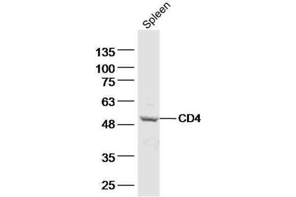 CD4 Antikörper  (AA 231-330)